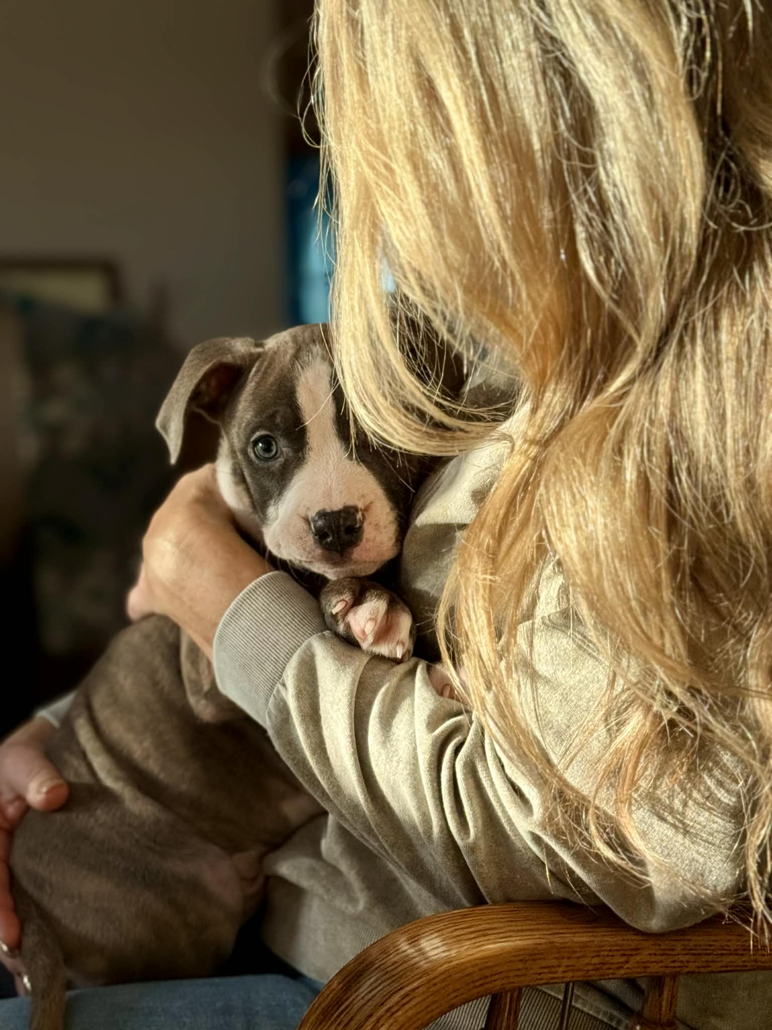 best pit bull breeder