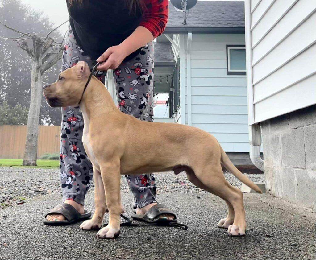 top rated american pit bull terrier breeder