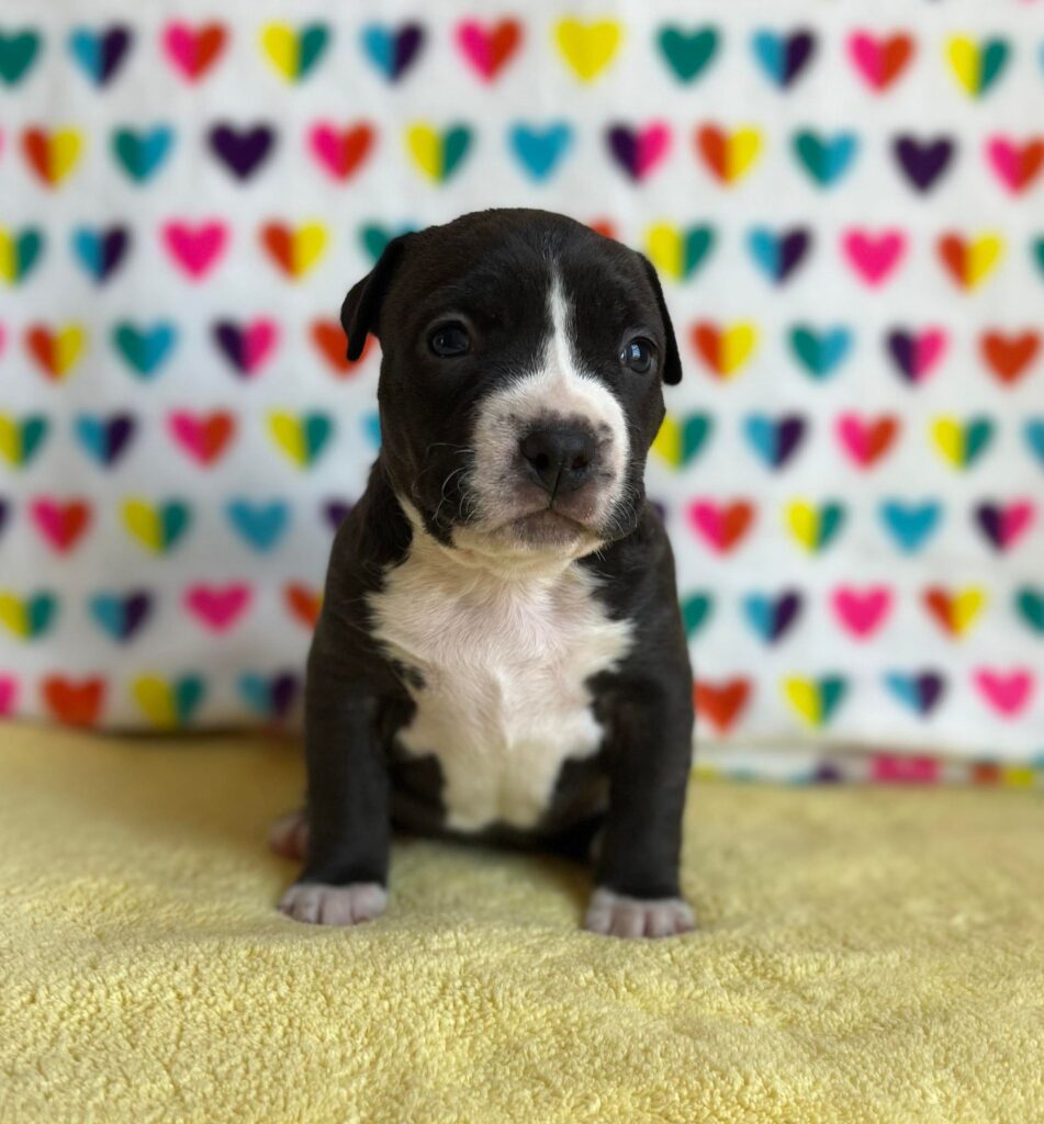 Best pit bull breeder in the usa