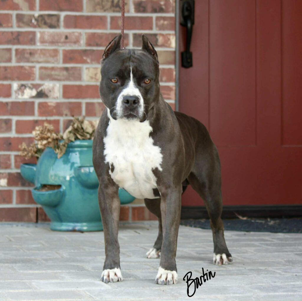 Best pit bull breeder in the usa
