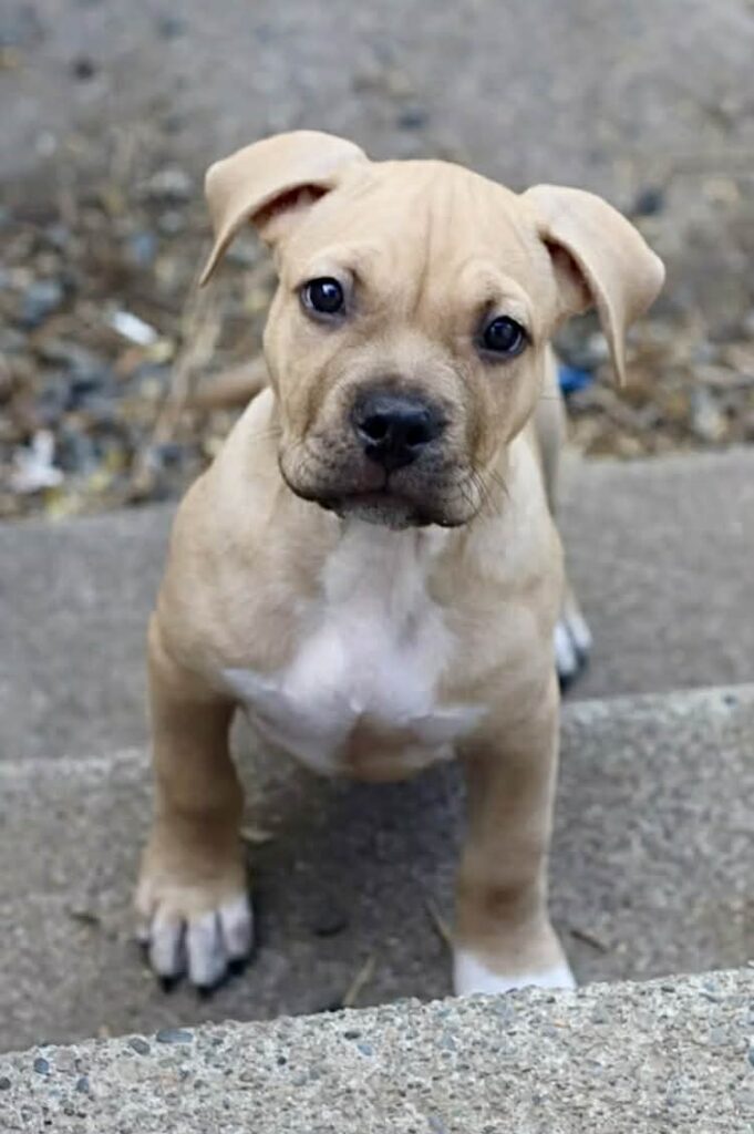 number one american pit bull terrier breeder in the USA