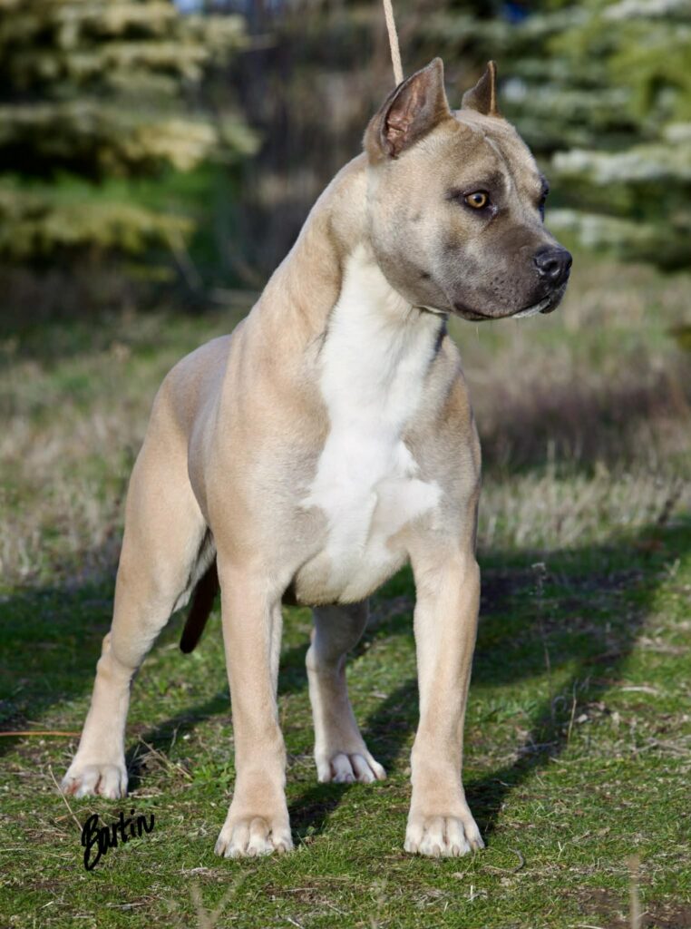 top rated american pit bull terrier breeder