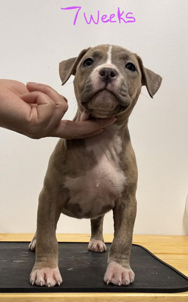 Best pit bull breeder in the usa