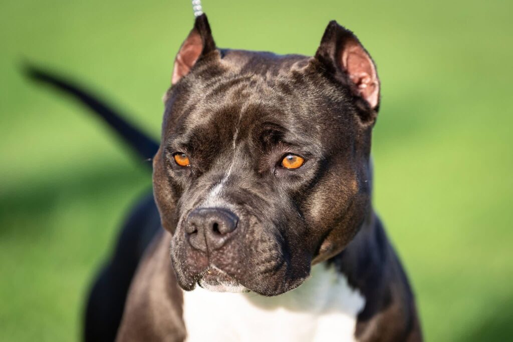 top american pit bull terrier breeder in the usa