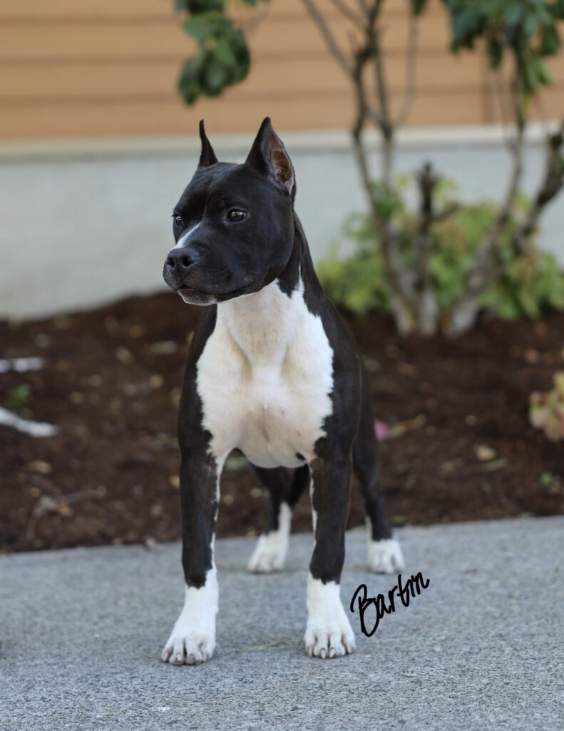 top american pit bull terrier breeder in the usa