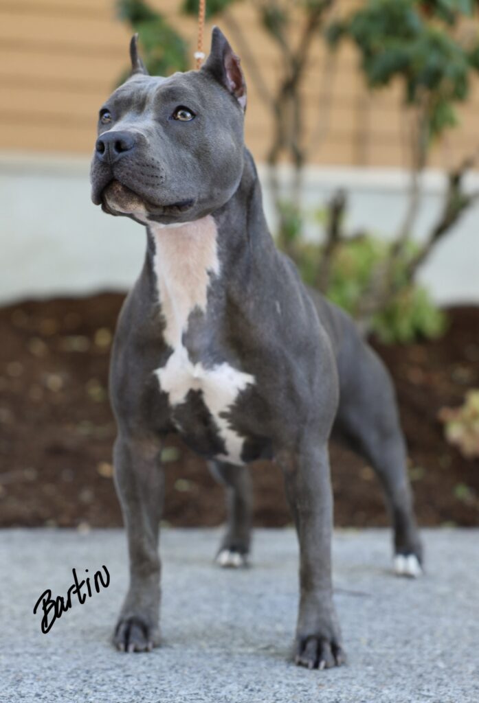 top american pit bull terrier breeder in the usa