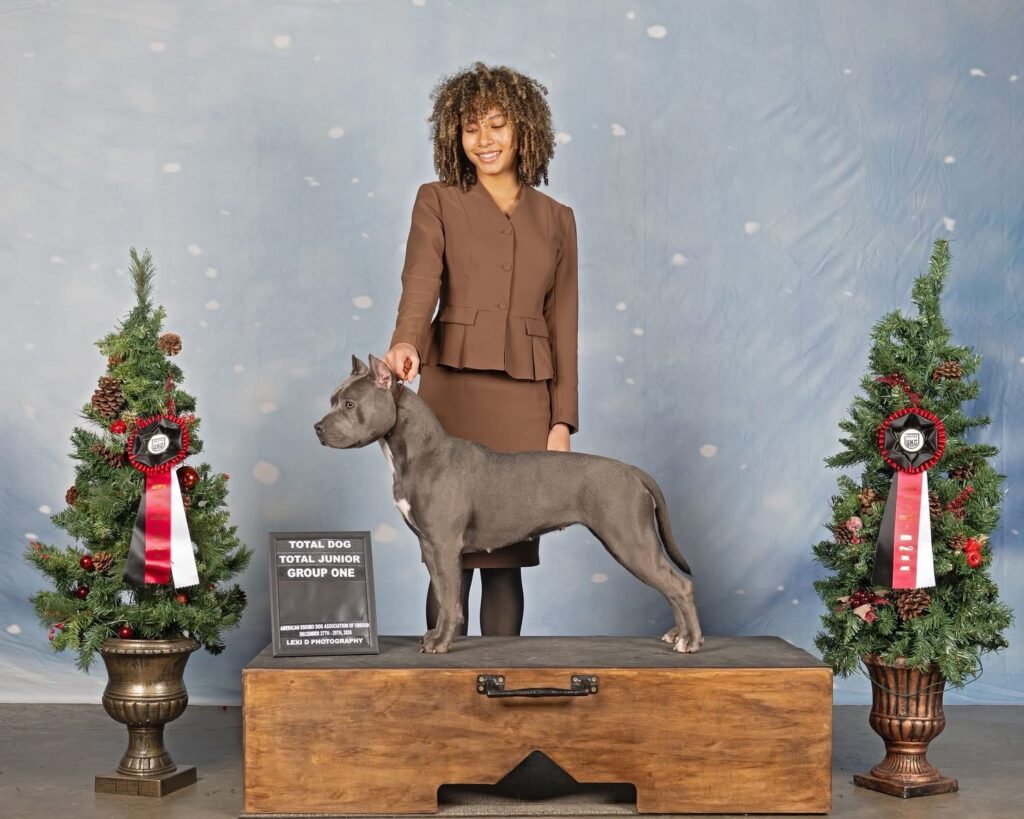 best pit bull terrier breeder in the usa