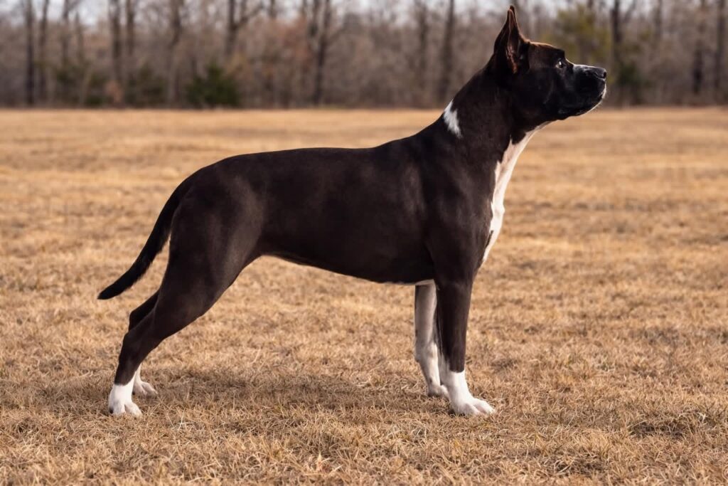 top american pit bull terrier breeder in the usa