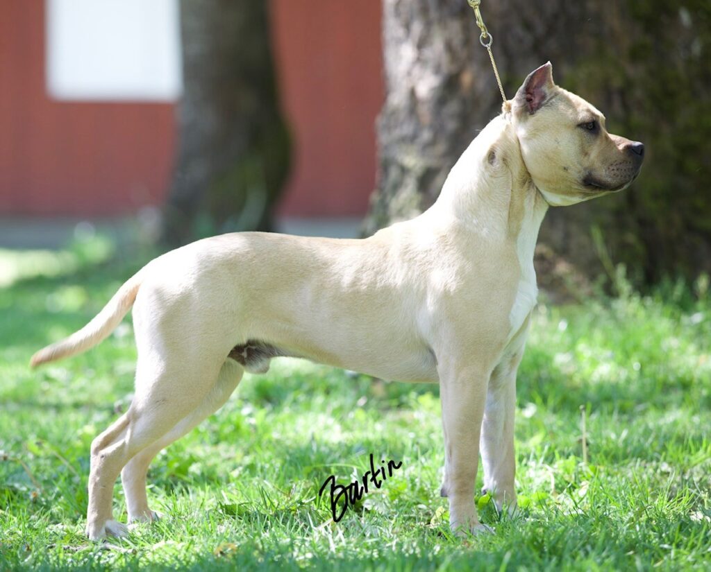 number one original pitbull breeder in the usa