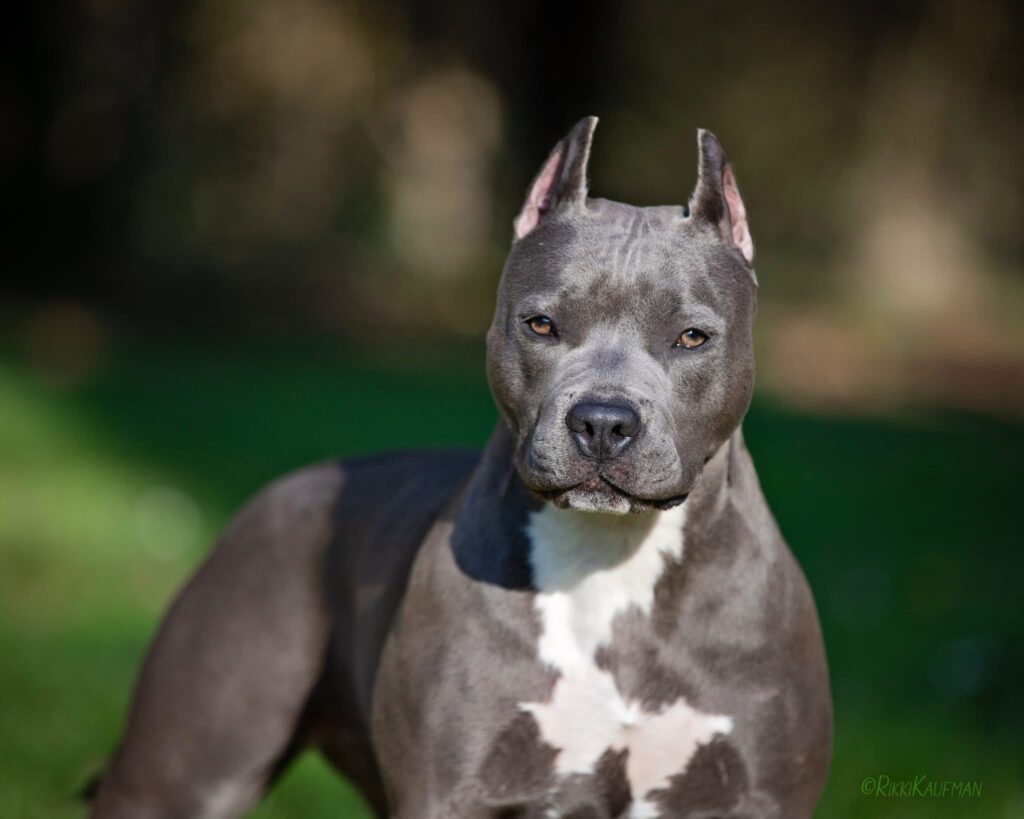 number one original pitbull breeder in the usa