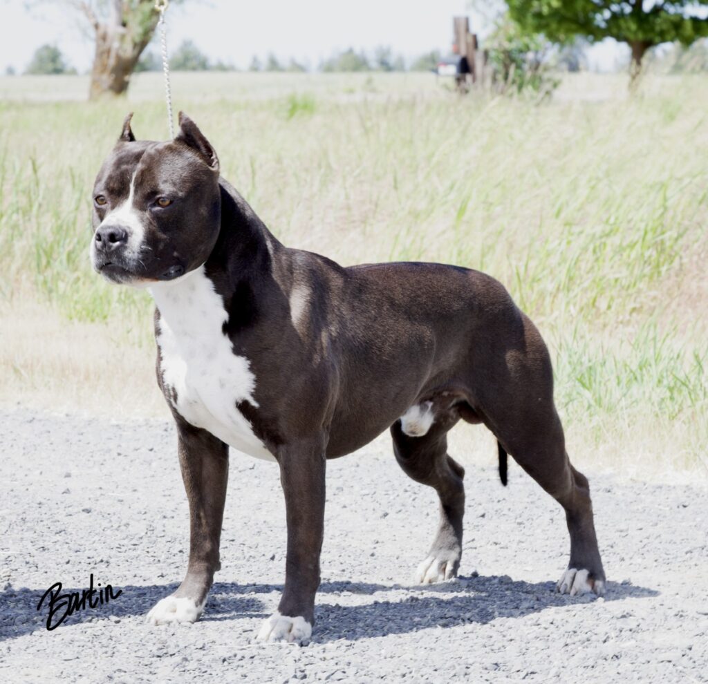 Champion american pit bull terrier stud dog