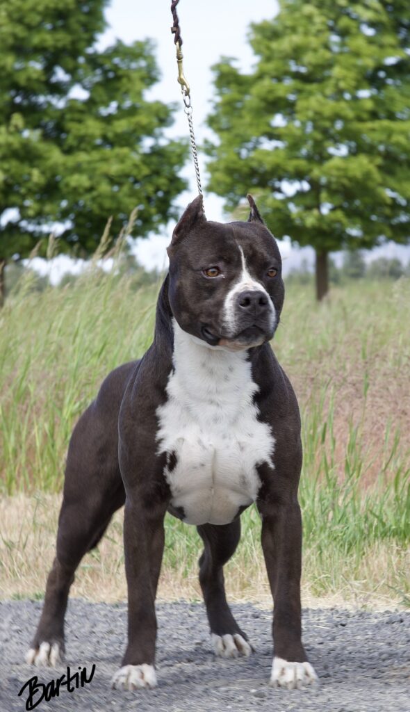 Champion american pit bull terrier stud dog