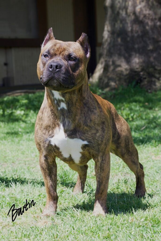 number one original pitbull breeder in the usa