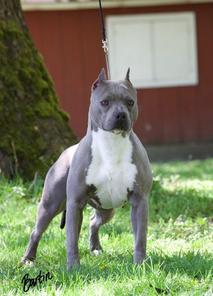 number one original pitbull breeder in the usa