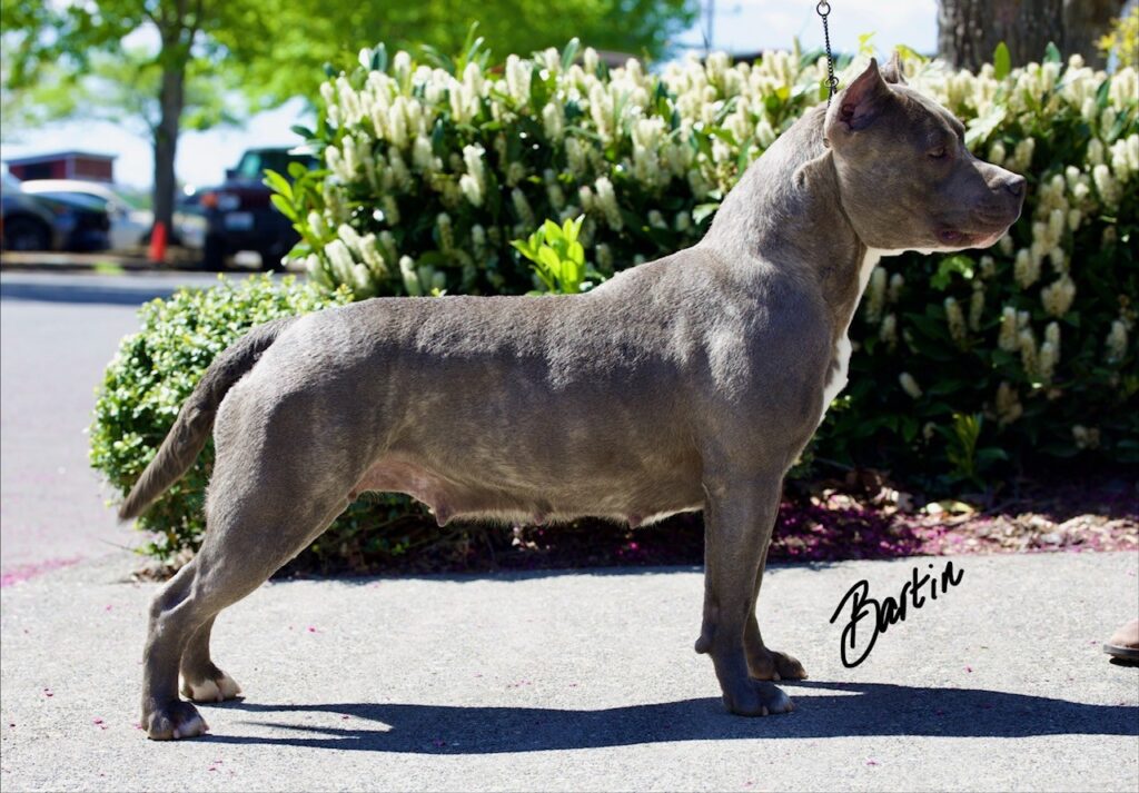 number one original pitbull breeder in the usa