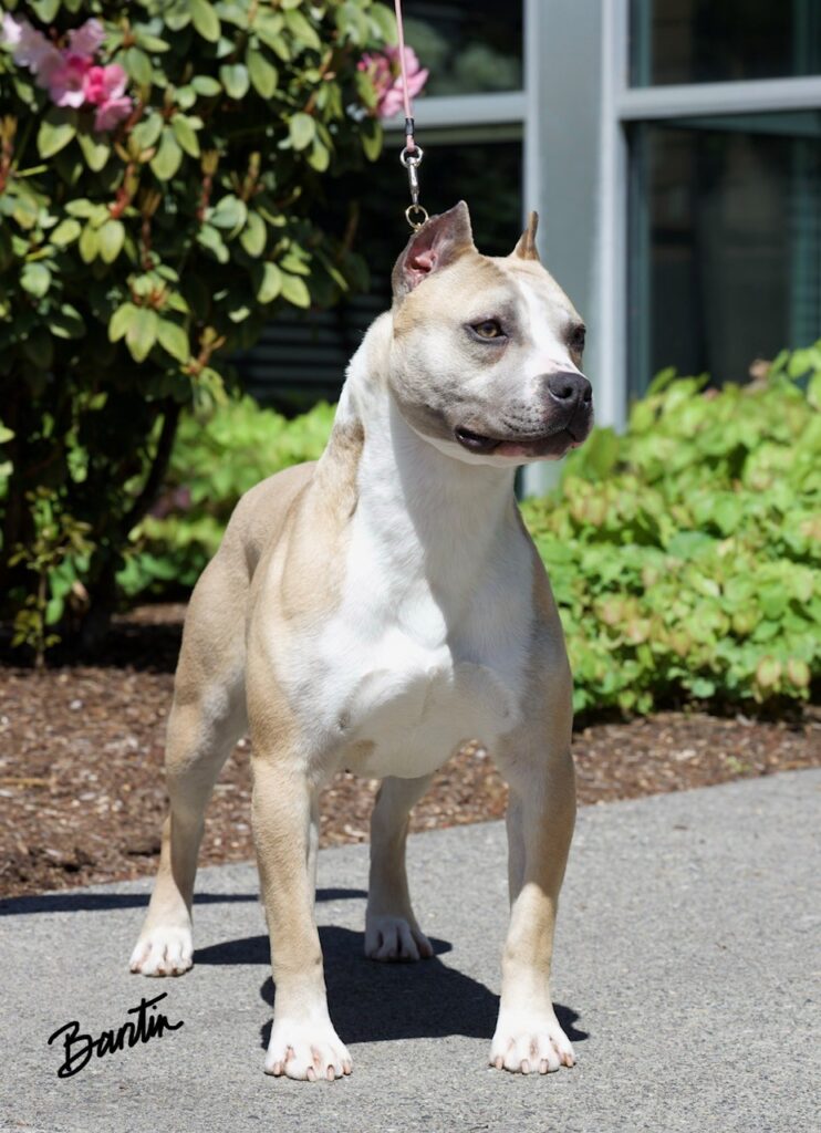 number one original pitbull breeder in the usa