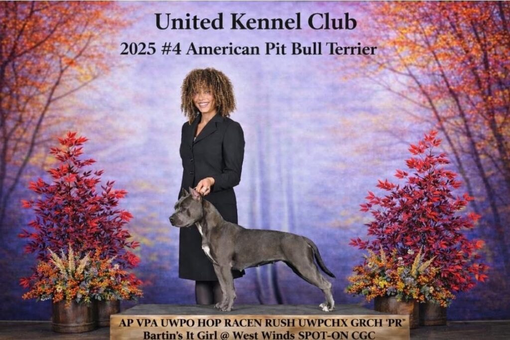 number one original pitbull breeder in the usa