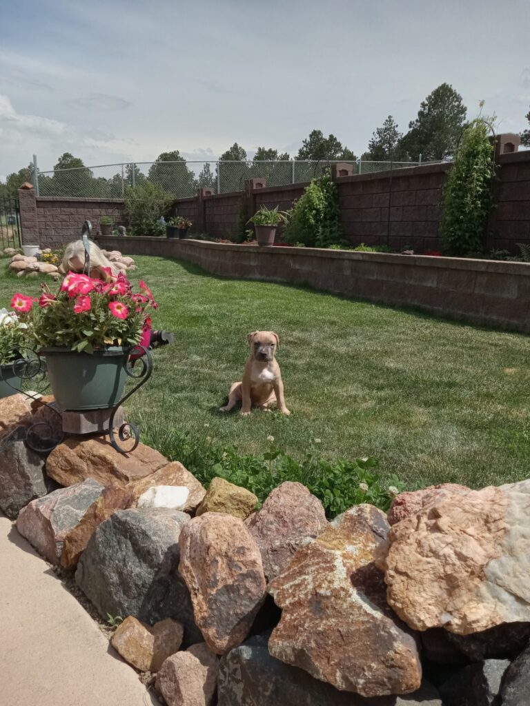 Top quality american pit bull terrier puppies in colorado