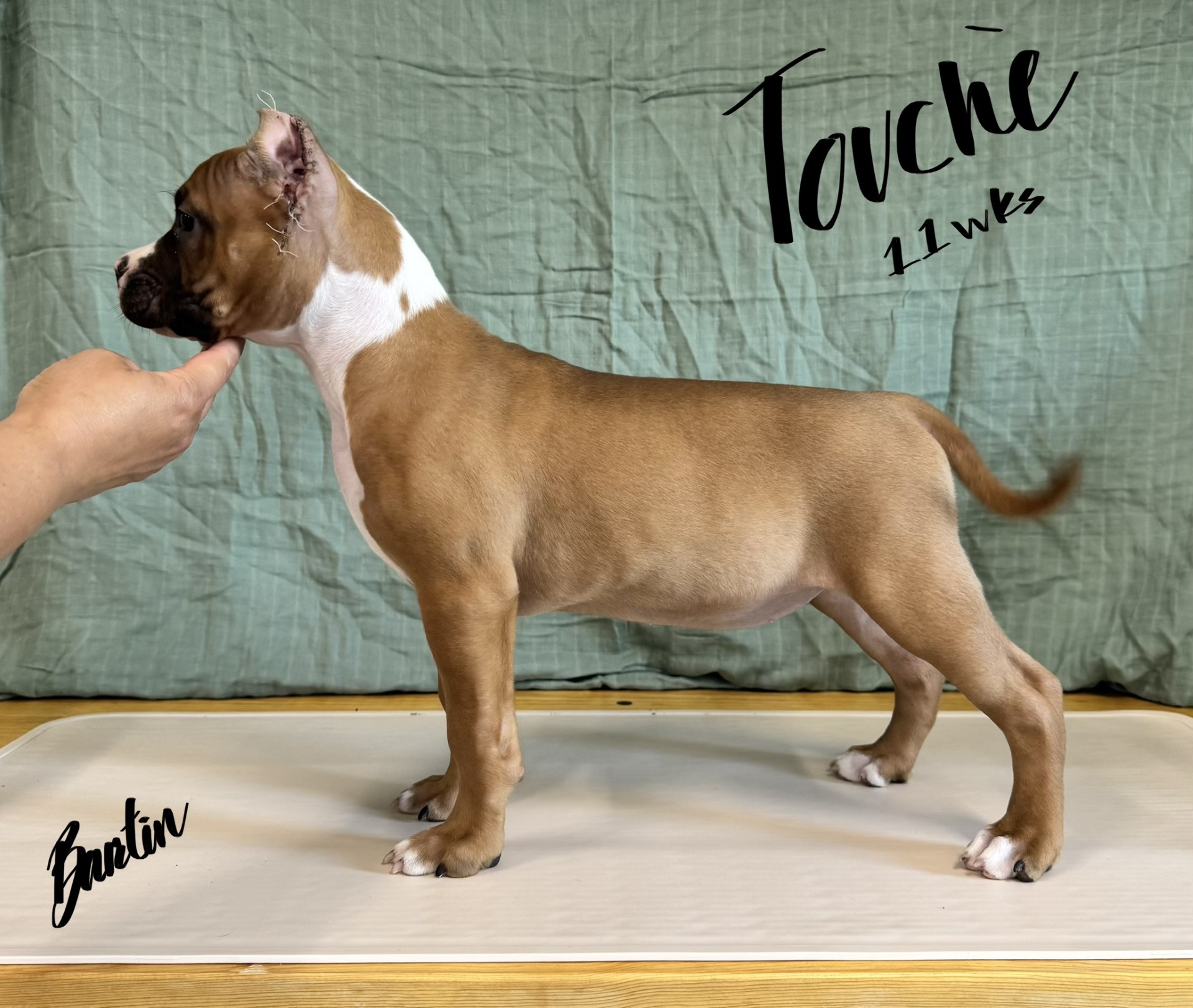 top apbt breeder in the world