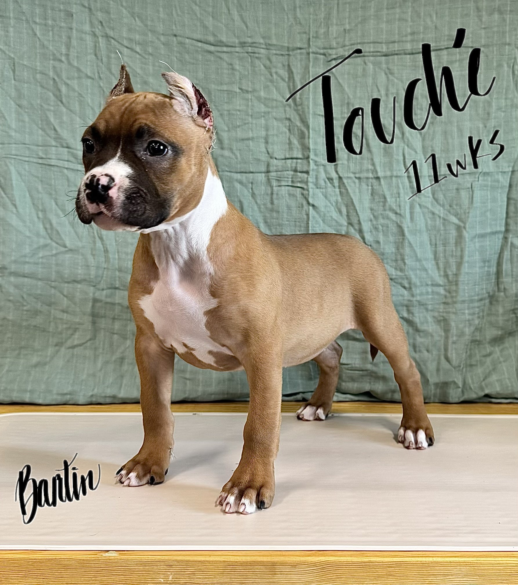 the best real pit bull terrier breeder in the USA