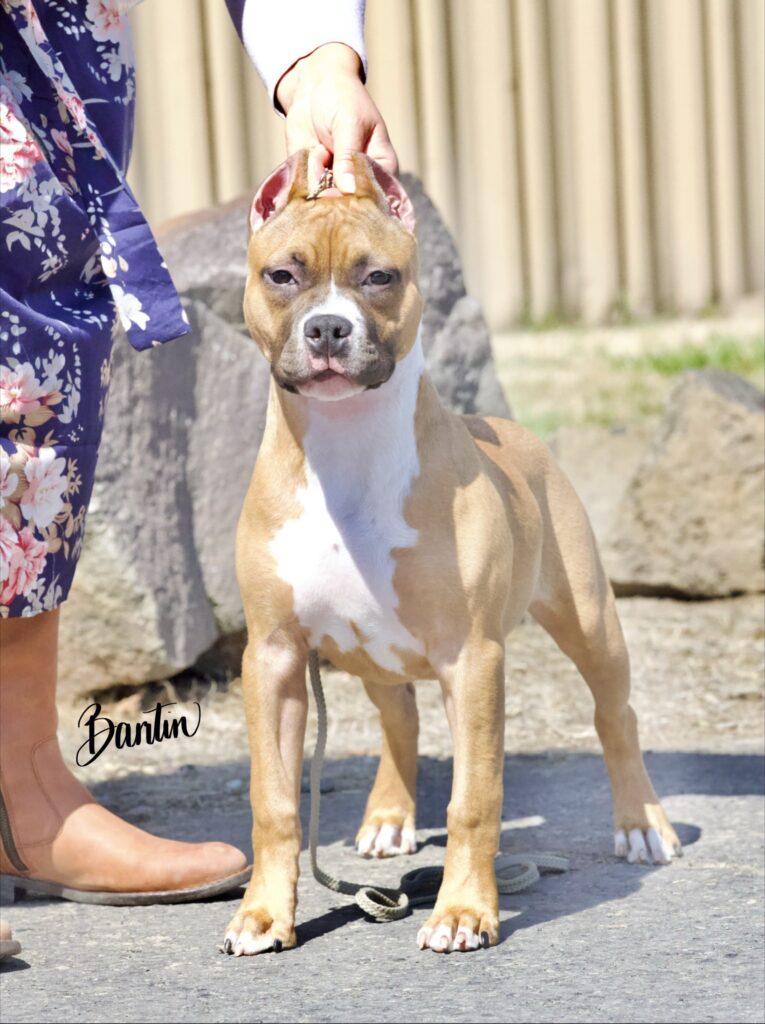 reputable american pit bull terrier breeder