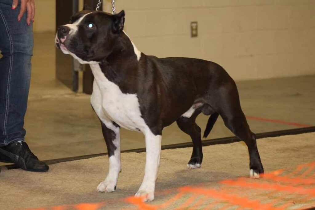 number one american pit bull terrier breeder in the world