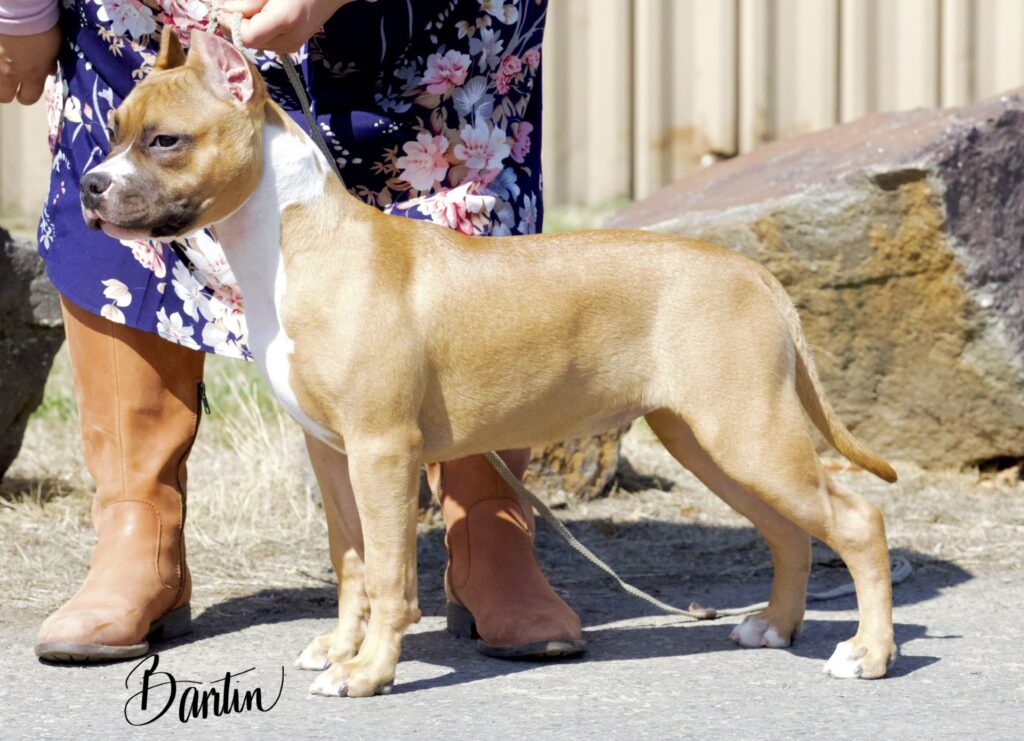 reputable american pit bull terrier breeder