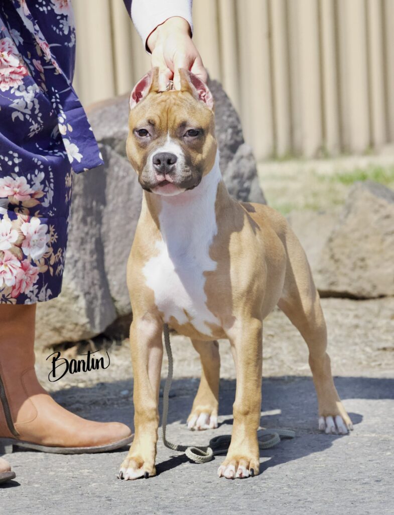 reputable american pit bull terrier breeder