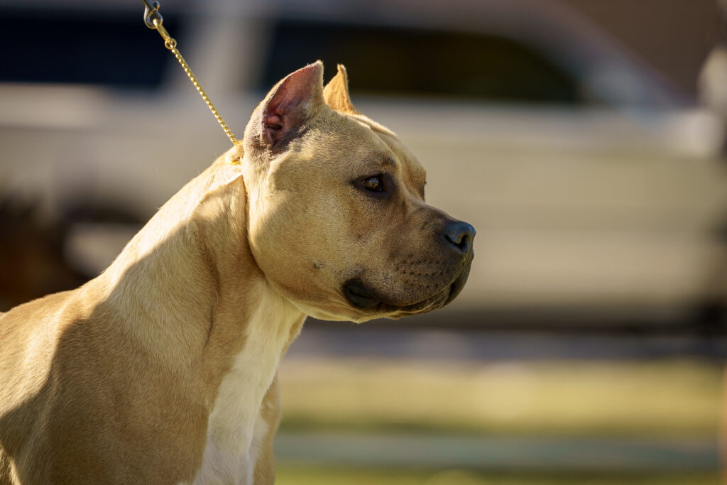 american pit bull terriers in fallon nevada