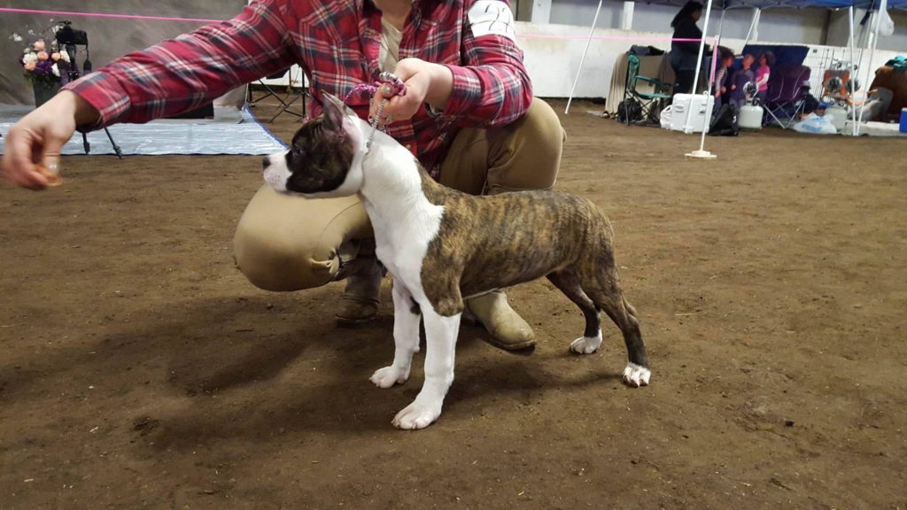 brindle and white pit bull puppy Rayne stacked in a UKC show ring