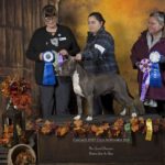 Evay is a New UKC Grand Champion! Wins Reserve Best In Show! Pit Bull Terrier Conformation official win picture.