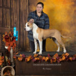 Samson is a New UKC Champion! Pit Bull Terrier Conformation official win picture