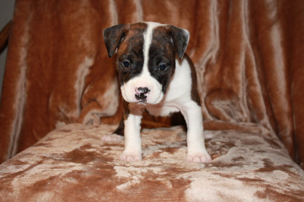 brindle and white pit bull puppy Rayne