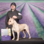 Champion Fawn and white apbt