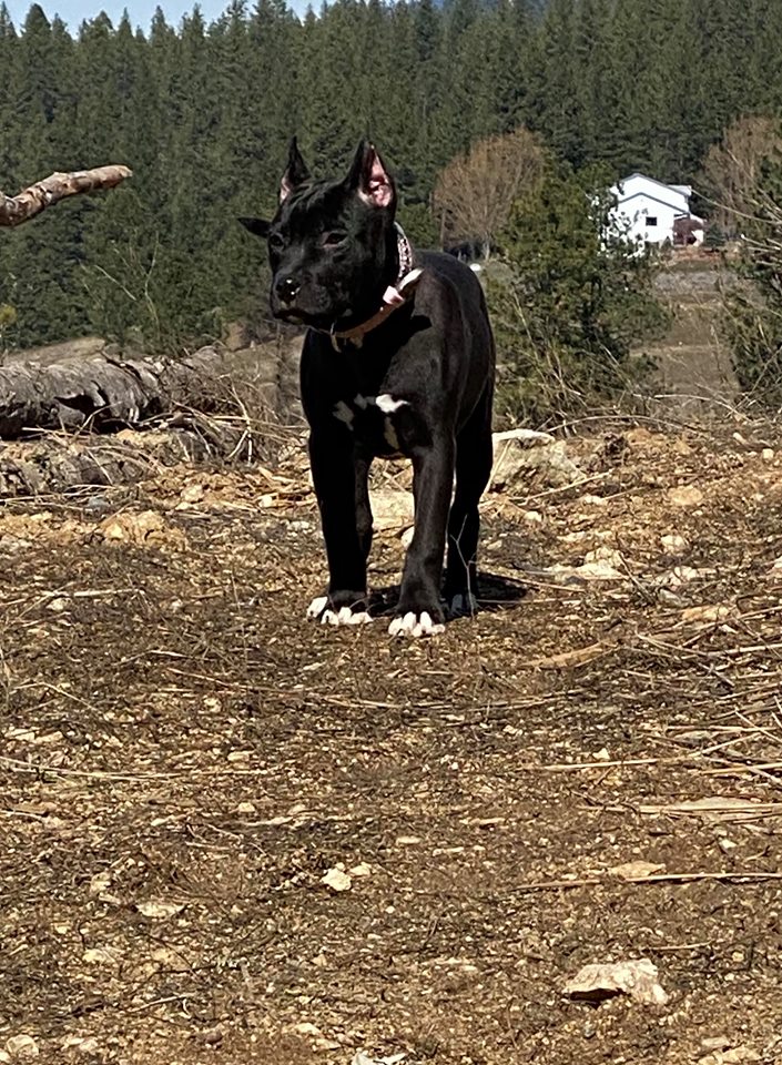 jet black american pit bull terrier