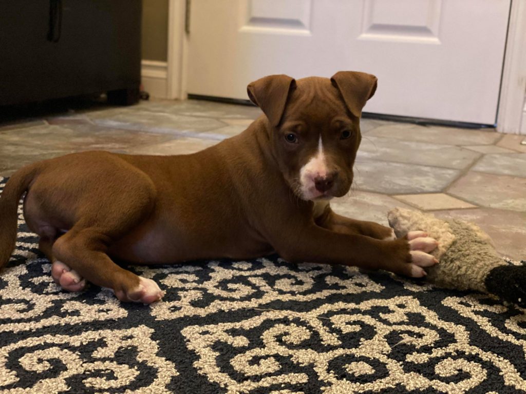 chocolate red nose pit bulls