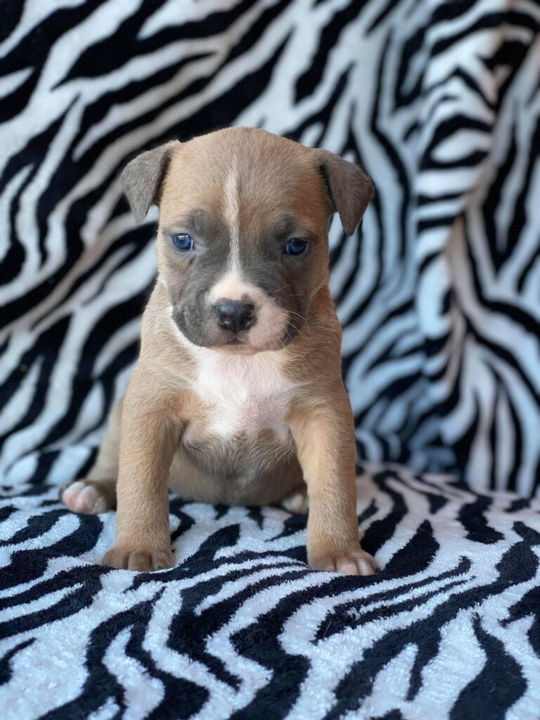 cute pitbull puppy named Billie
