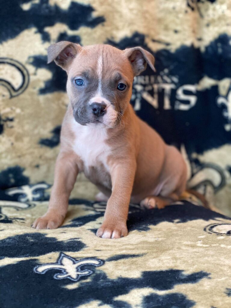 cute pitbull puppy named Billie