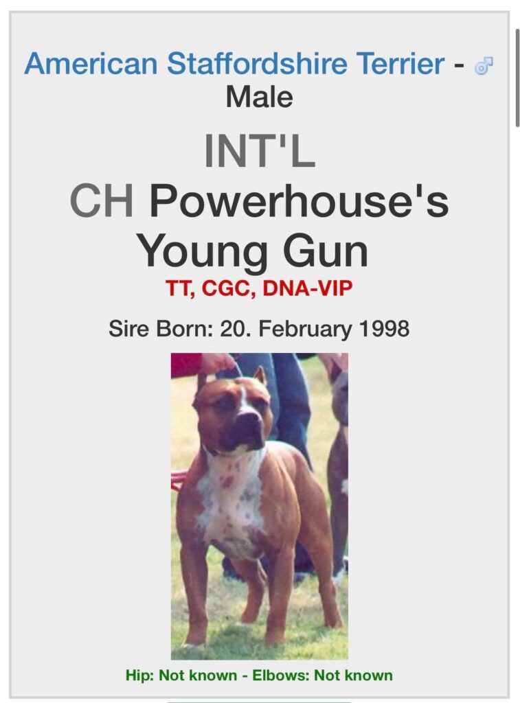american pit bull terrier CH powerhouse's young gun