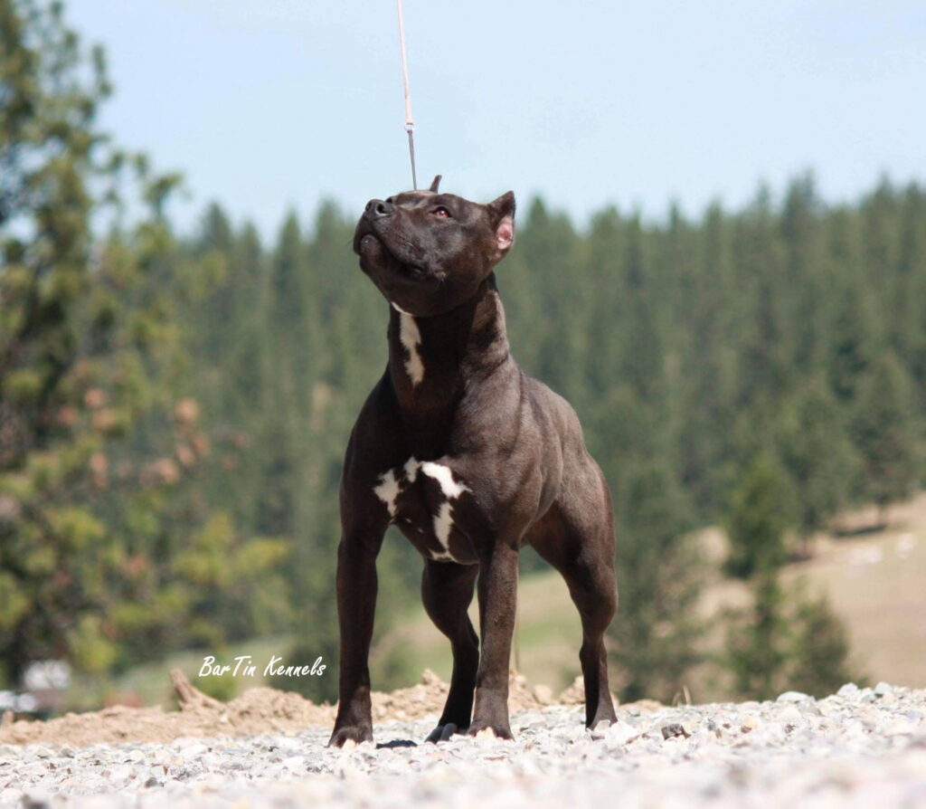 real american pit bull terrier breeder