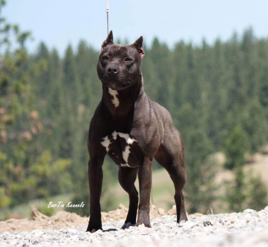 black american pit bull terrier