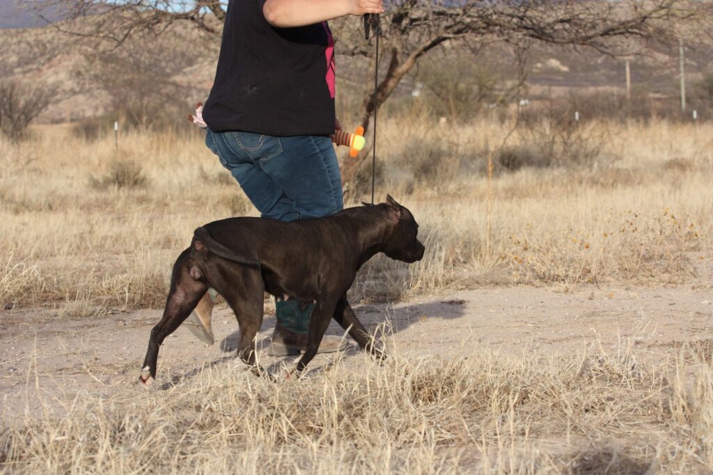 Black brindle american pit bull terrier
