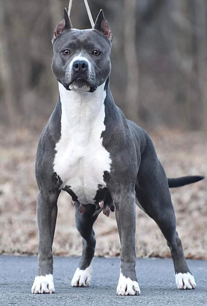 best bluenose pit bull in the world