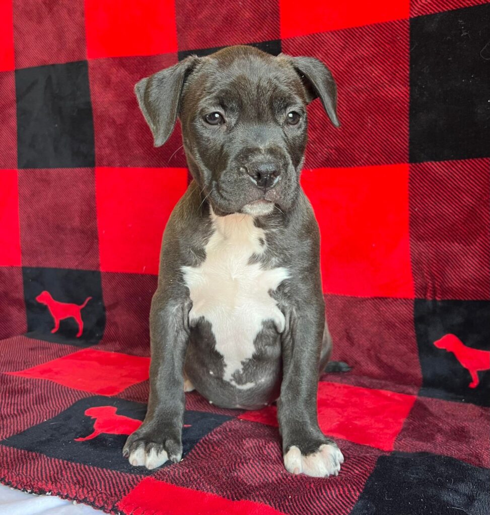 seal american pit bull terrier puppy
