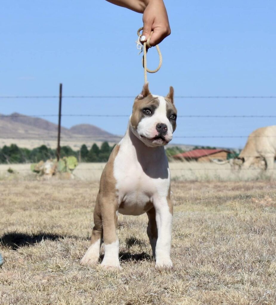 blue fawn blue nose pit bull puppy