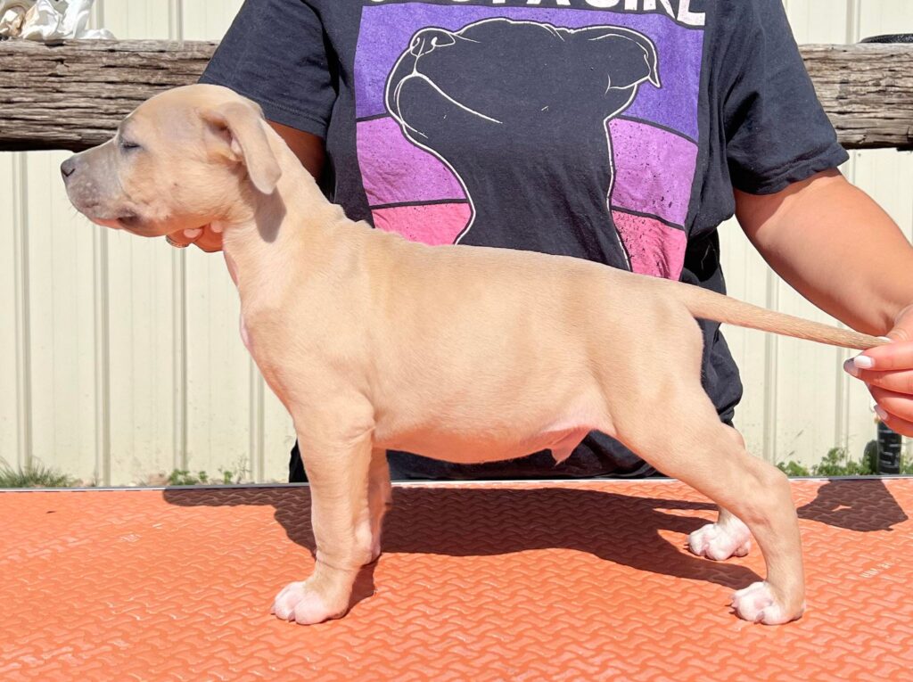show quality blue fawn pit bull puppy