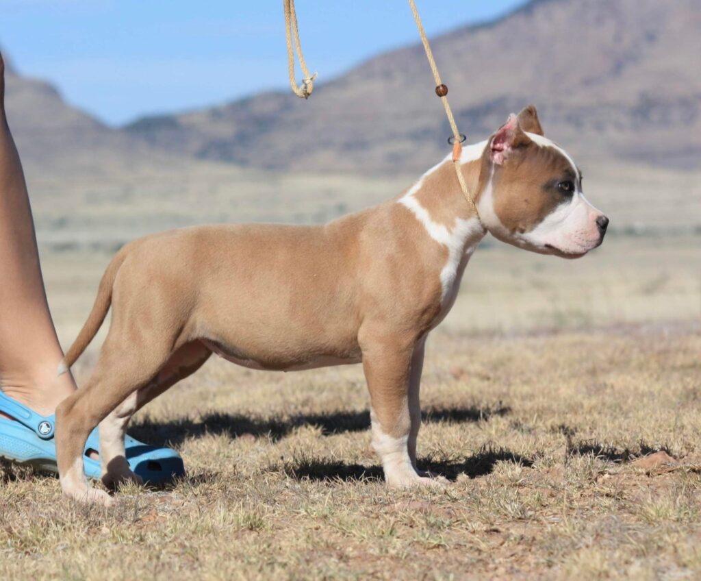 show quality blue nose american pit bull terrier in the USA