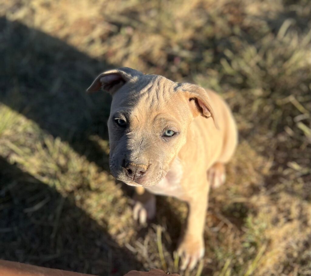 blue eyed pit bull puppy