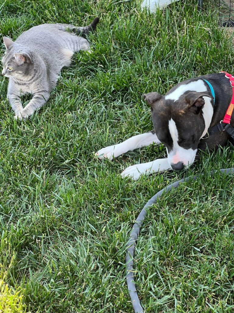 Show quality american pit bull terriers in Oregon. Pitbulls and cats