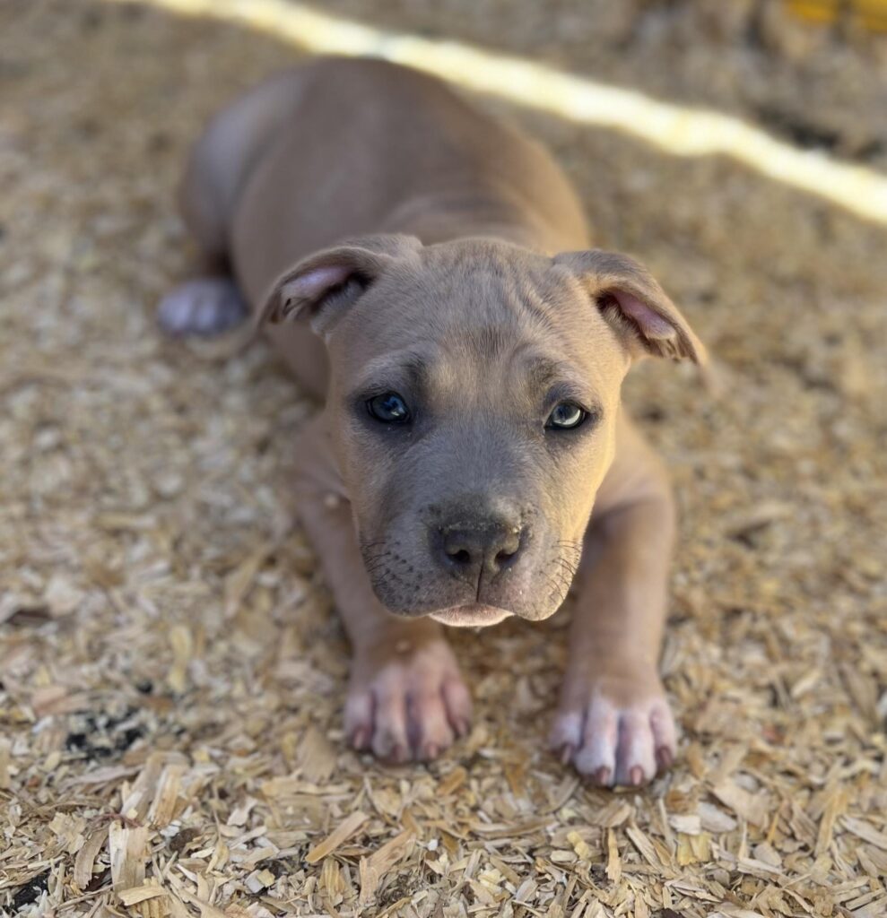 the best quality american pit bull terrier puppies in the USA